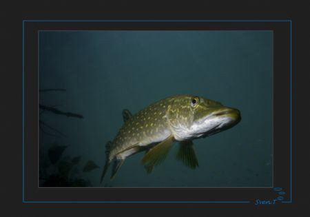 Pike, Lac de la Brèche by Sven Tramaux 