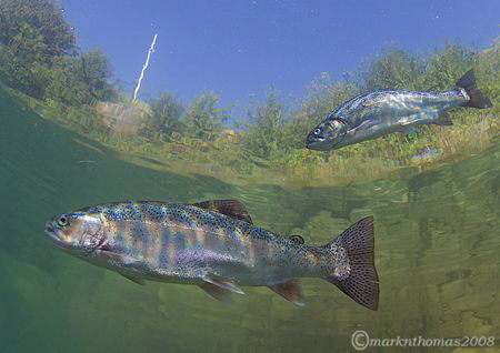 Trout in shallows.
Capernwray.
10.5mm. by Mark Thomas 