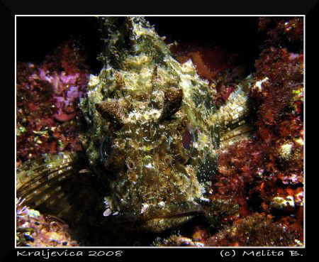 Black Scorpionfish by Melita Bubek 