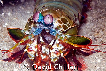 A cute little Mantis Shrimp that poked its head out from ... by David Chillari 