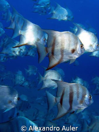 School of batfish. City of Recife's sea coast . Vapor de ... by Alexandro Auler 