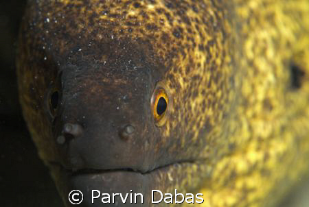 moray by Parvin Dabas 