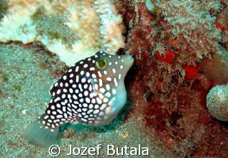 Hawaiian Whitespotted Toby by Jozef Butala 