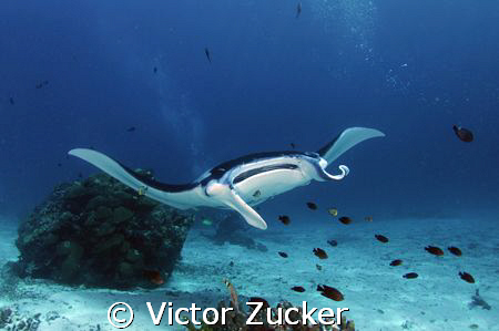 manta point by Victor Zucker 