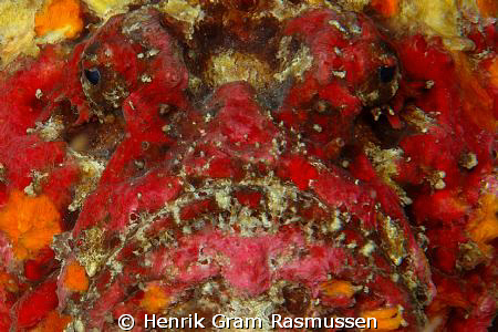 Stonefish, in mating "dress" by Henrik Gram Rasmussen 