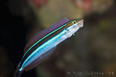 Free swimming Blue Stripe Fangblenny.  Ningaloo Reef, Wes... by Ross Gudgeon 