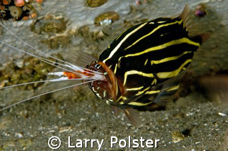 Dinner time, Ducomi pier, Dumageute, Philippines by Larry Polster 