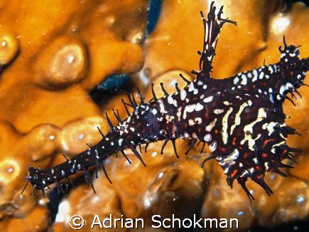 Close up of Ghost Pipe Fish at Redang Island.... Somethin... by Adrian Schokman 