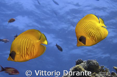 Chaetodon Semilarvatus by Vittorio Durante 