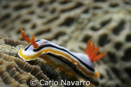 Taken at Batangas, Philippines. by Carlo Navarro 
