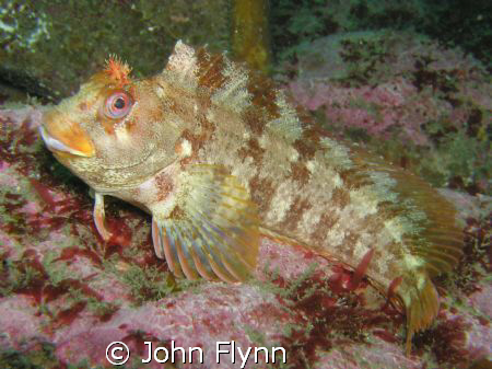 this Tompot blenny was taken just of Doolin point, Doolin... by John Flynn 