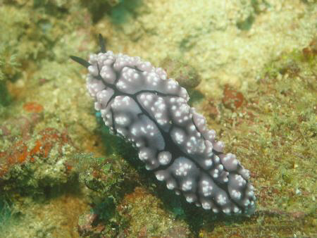 Taken at Puerto Galera, Philippines by Dennis Siau 