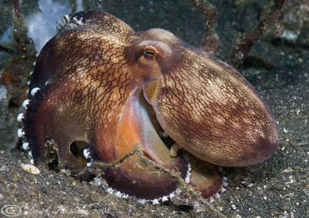 Octopus. Lembeh straits. D200, 60mm. by Derek Haslam 