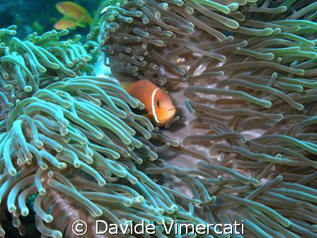 Clown fish @ Athuruga, Maldives
Sea&Sea dx8000 compact d... by Davide Vimercati 