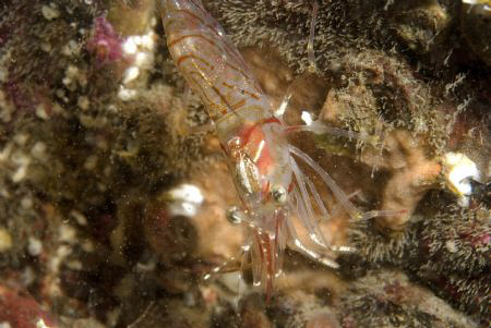 Northern Prawn - Farne Islands by Alan Fryer 