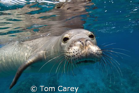 Hawaiian Monk seal, Kona, Hawaii by Tom Carey 