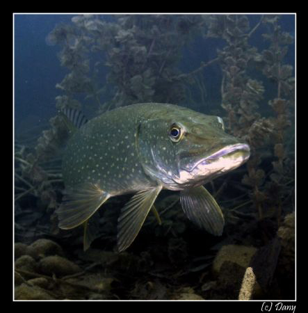 face to face with a huge pikefish in a small pond :-) by Daniel Strub 