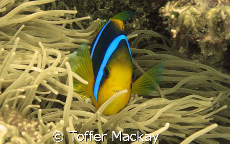 Olympus mju 770sw, Olympus PT-035 Housing.
ISO 80, 1/320... by Toffer Mackay 