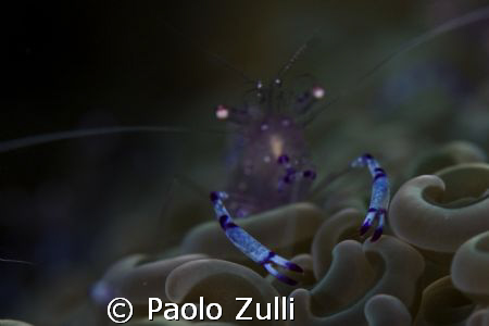 "le chele azzurre"450d+60macro canon by Paolo Zulli 