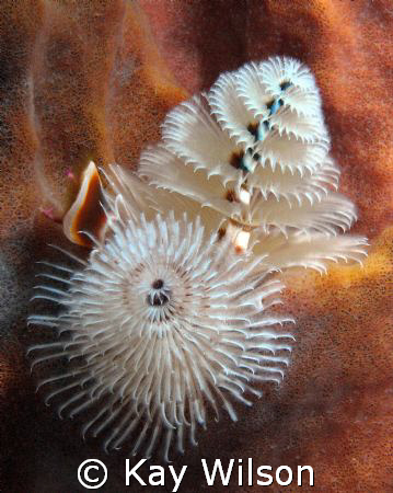 Christmas Tree Worms - Seasons Greetings! by Kay Wilson 