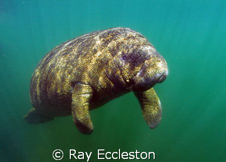 Little Manatee .Taken at Crystal River FL. by Ray Eccleston 