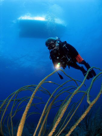 Diver in Vieques, PR. by Juan Torres 