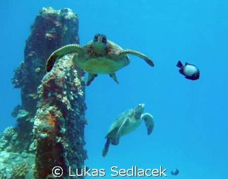 hawaiian  turtles by Lukas Sedlacek 