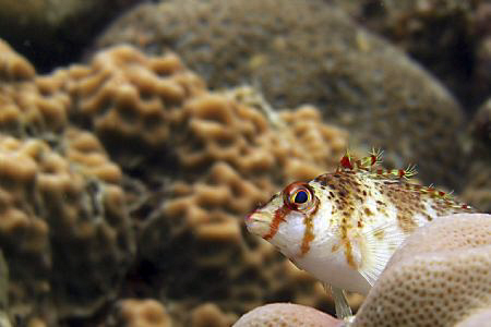 What you looken at?!? Casio Exilim, no crop. by Andrew Macleod 