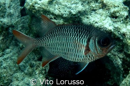 Fishs by Vito Lorusso 
