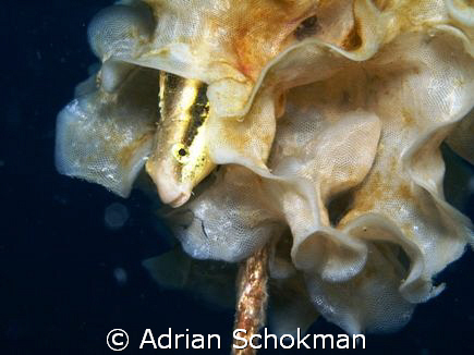 This Little guy was curiously watching us while we were d... by Adrian Schokman 