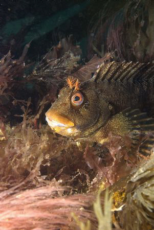 Tompot Blenny, Trefor North Wales.  Nikon D80 Ikelite hou... by Alan Fryer 