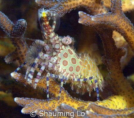 Marbled Shrimp by Shauming Lo 