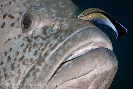 Dancing cheek to cheek.  Rankin Cod and Cleaner Wrasse.  ... by Ross Gudgeon 