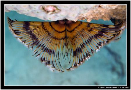 Spirograph seen from above  D200/60mm by Yves Antoniazzo 