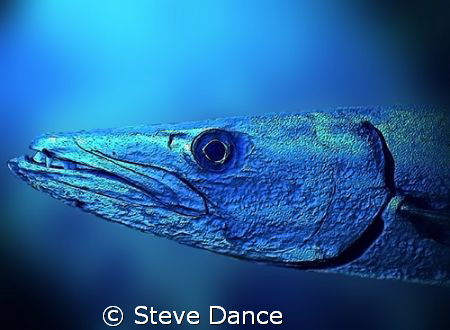 Metallic Barracuda. Edited in photoshop. Blurring the bac... by Steve Dance 