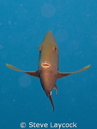 Surgeon fish comes to say helloooooo by Steve Laycock 