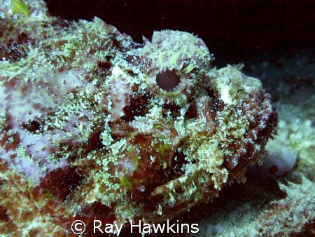 Leave me alone!  Subject capable of swimming, but chosing... by Ray Hawkins 