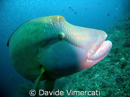 A curious Napoleon fish in Athuruga, Maldives. 
Taken wi... by Davide Vimercati 