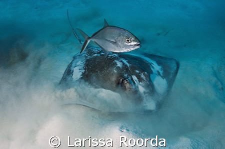Feeding by Larissa Roorda 