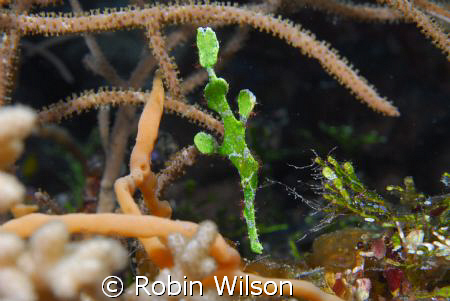 A halimeda ghost pipefish taken with a nikon D200,60mm ma... by Robin Wilson 