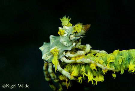 Zeno Crab on Whip Coral, Nikon D200, 105mm Macro by Nigel Wade 