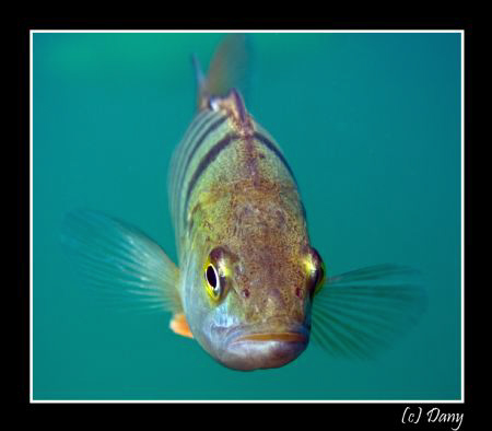 This curious little pearch observes its own reflection on... by Daniel Strub 