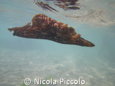come una farfalla pentax W60 by Nicola Piccolo 
