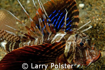 Gunard Lionfish, D300, 105VR by Larry Polster 