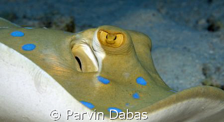 stingray showing off her curves by Parvin Dabas 