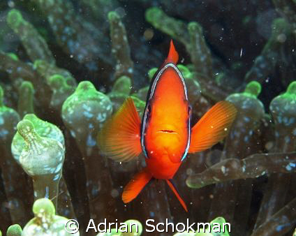 Nemo's Mummy protecting her Turf by Adrian Schokman 