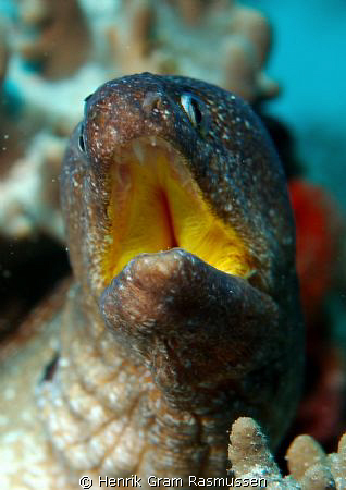 Yellowmouth Morray - :) by Henrik Gram Rasmussen 