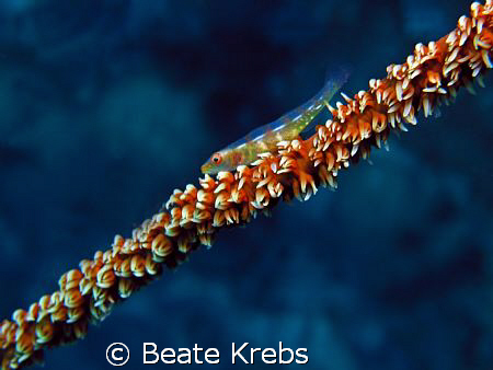 Gobi on a whipcoral, taken with my Conon S70 and Macrolens by Beate Krebs 