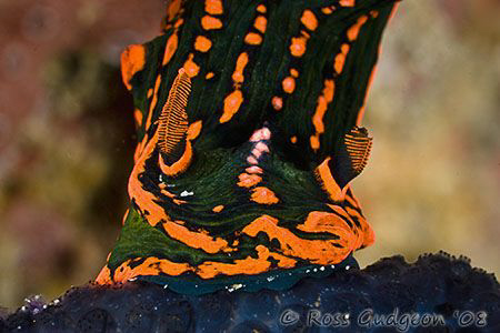 Schluuuurp!  Nembrotha kubaryana sucking up some ascidian... by Ross Gudgeon 