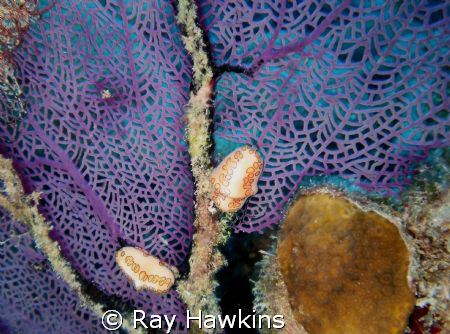 On the fan.  Took my time looking for small things while ... by Ray Hawkins 